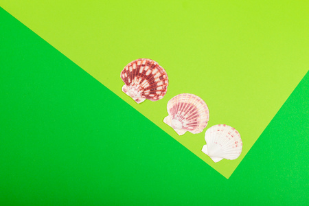 Tropical Background. Seashell on colourful trendy modern fashion background.の写真素材