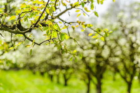 apple garden with blossoming trees