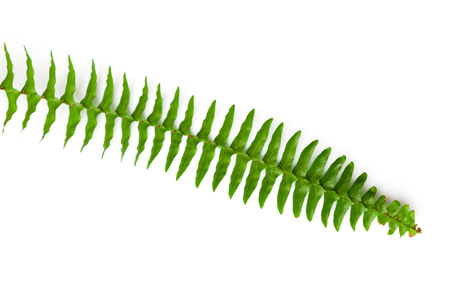 Green fern leaves  isolated on white backgroundの写真素材