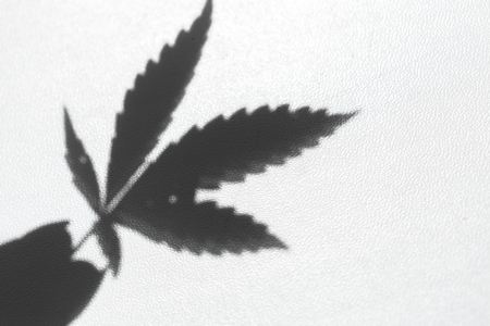 Cannabis Leafの写真素材