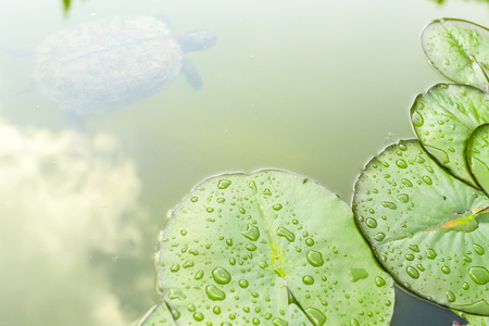 Beautiful water lily leaves. Top view.の写真素材
