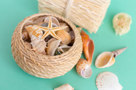 seashells on a bright backgroundの写真素材