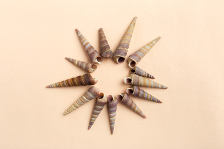 seashells on a bright background