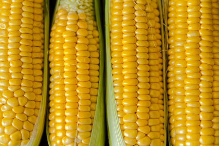 corn background