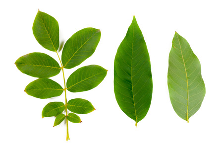 Green leafの写真素材