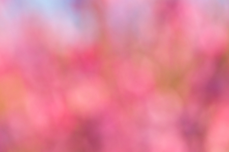 Pink spring backgroundの写真素材