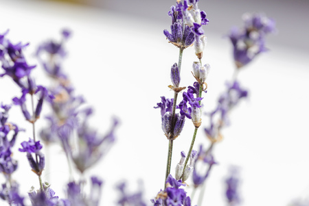 Fresh lavender