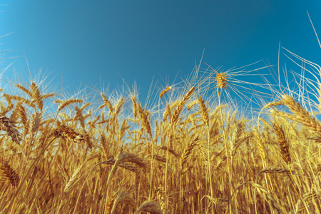 golden wheat field and sunny dayの写真素材