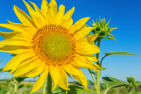Yellow field of sunflowersの写真素材