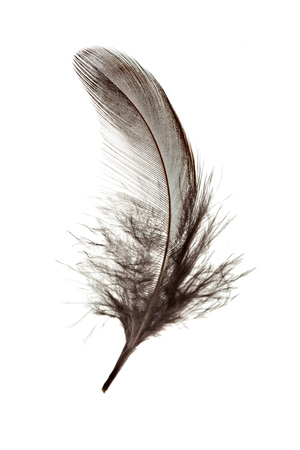 bird feather isolated on white backgroundの写真素材