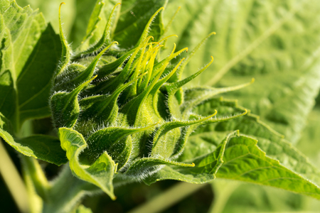 plant growing close upの写真素材