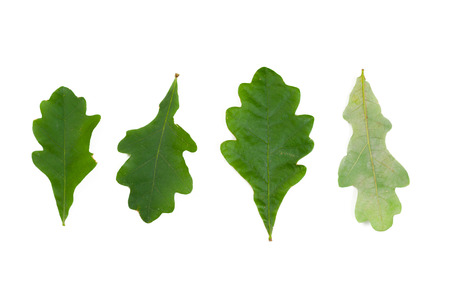 Green leafの写真素材