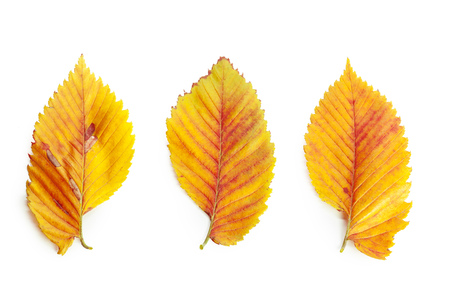 Yellow leaf isolated on white background