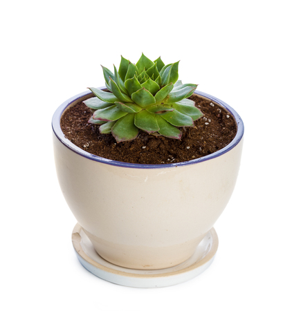 succulents plant in pot on white backgroundの写真素材