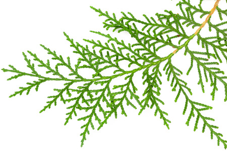 Green leaf