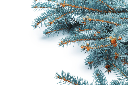 Fir branches on a white backgroundの写真素材
