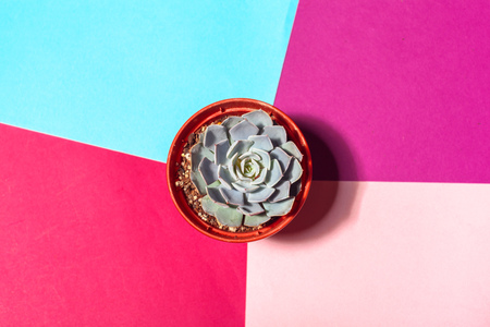 Succulent in small pot top viewの写真素材