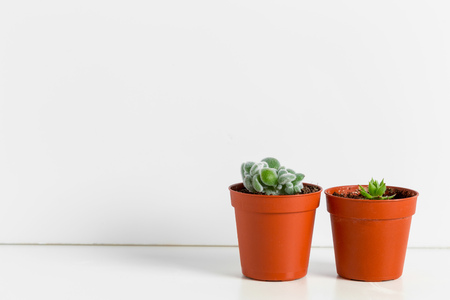 Small succulent plants in pots in home interiorの写真素材