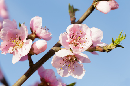 spring tree with pink flowersの写真素材