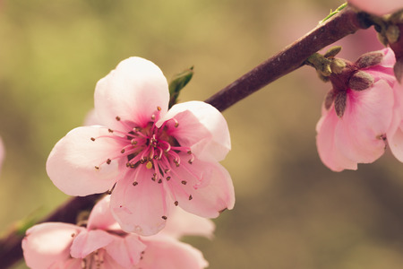 spring tree with pink flowersの写真素材
