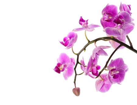 orchid isolated on whiteの写真素材