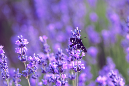 Lavender Field in the summerの写真素材
