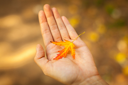 Hand holding up red and yellow autumn leafの写真素材