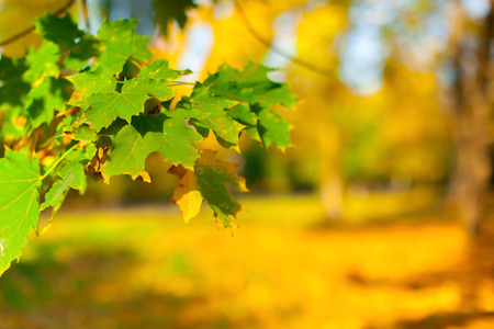 Autumn leavesの写真素材
