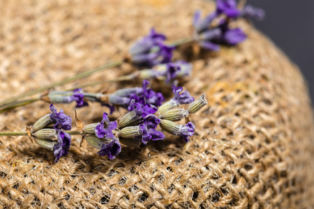 Fresh lavenderの写真素材