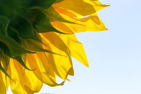 yellow sunflowerの写真素材