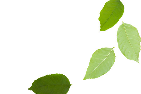 Green leaf