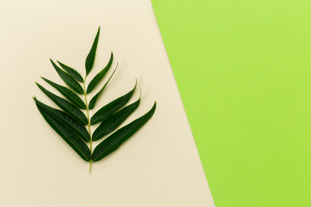 Green leavesの写真素材