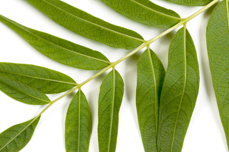 Green leaf