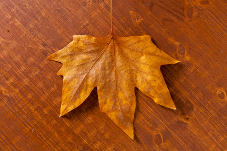 Autumn leavesの写真素材