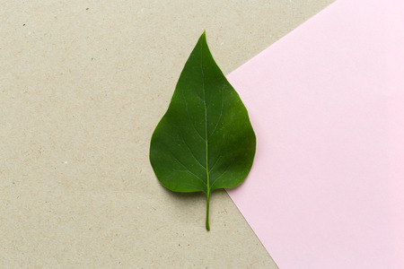 Green leavesの写真素材