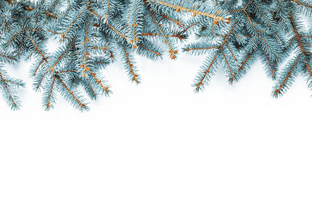 Fir branches