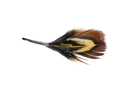 bird feather isolated on white backgroundの写真素材