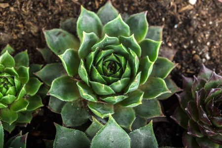 Succulent plant natural backgroundの写真素材
