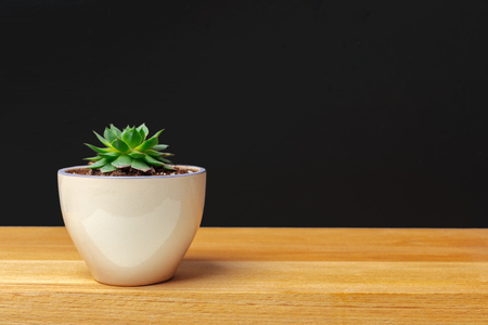 A single succulent plant pottedの写真素材