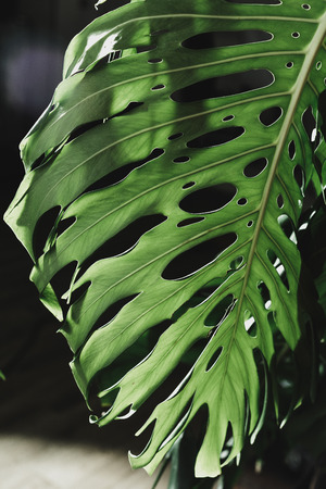 Green leaves of Monsteraの写真素材