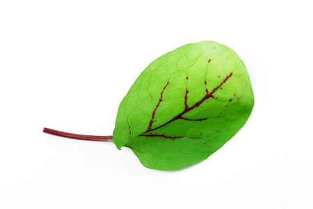 Greenery close up isolated on white background