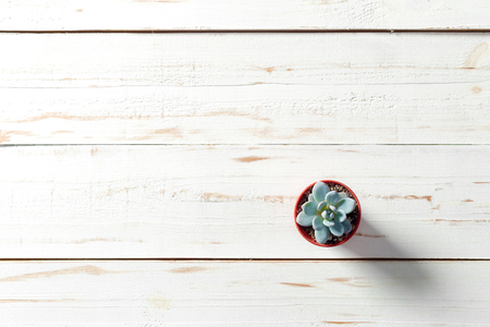 Potted plants on white woodの写真素材