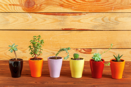 Succulent plants grouped on tableの写真素材