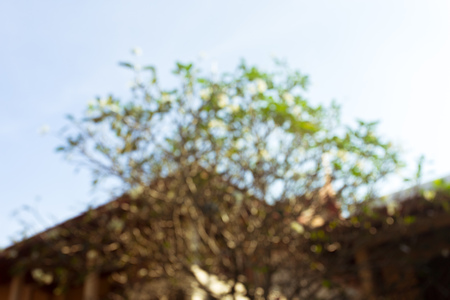 Tropical tree sunshine blurred backgroundの写真素材