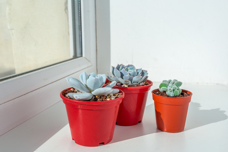Small succulent plants in pots in home interiorの写真素材
