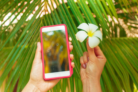 Frangipani flower in a woman's handの写真素材