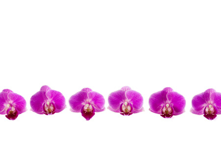 orchid isolated on whiteの写真素材