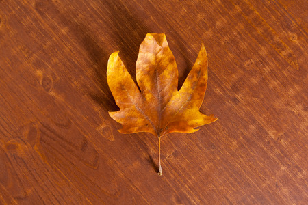 Autumn leaves