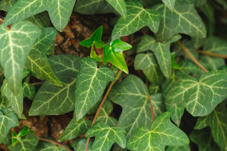 Green leaf textureの写真素材