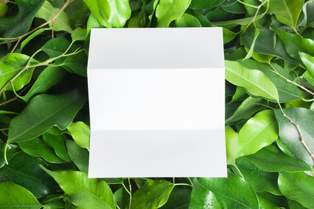 nature mock upの写真素材